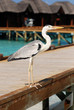 Photo: Staring heron on pier Staring heron on pier