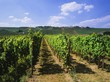 vineyards
