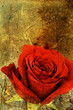 red rose print
