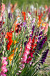 Gladiolen Blüten in kräftigen Farben