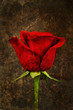 rose print