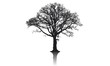 Baum silhouette