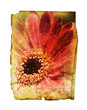 aged flower print