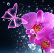 Orchid and butterfly Orchid and butterfly
