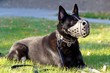 Black Shepherd
