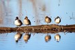 Northern Pintail