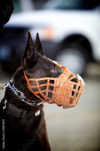 Photo: K9 Muzzle K9 Muzzle