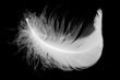 Feather