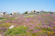 Photo: Colorful heath at the rocky coast of Brittany, France Colorful heath at the rocky coast of Brittany, France