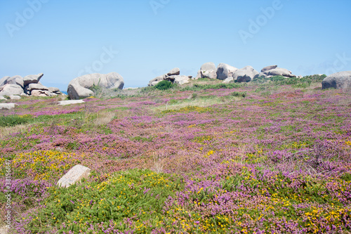 Photo: Colorful heath at the rocky coast of Brittany, France Colorful heath at the rocky coast of Brittany, France