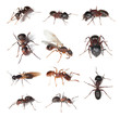 Collection of different ants isolated on white background