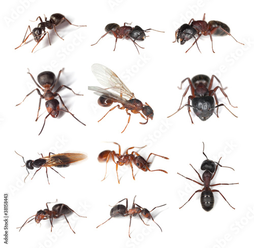 Photo: Collection of different ants isolated on white background Collection of different ants isolated on white background