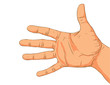 Hand isolated on a white background. Hand isolated on a white background.