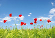 red poppies