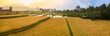 Paddy rice panorama