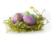 Photo: Easter eggs in purple Easter eggs in purple