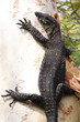 Australian Goanna/Lace Monitor (Varanus varius)