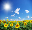 field