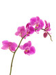 The violet orchids closeup on the white background The violet orchids closeup on the white background