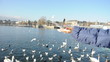 Vögel am Zürichsee