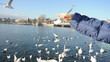 Vögel am Zürichsee