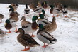 Flock of ducks Flock of ducks