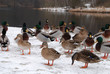 Flock of ducks Flock of ducks