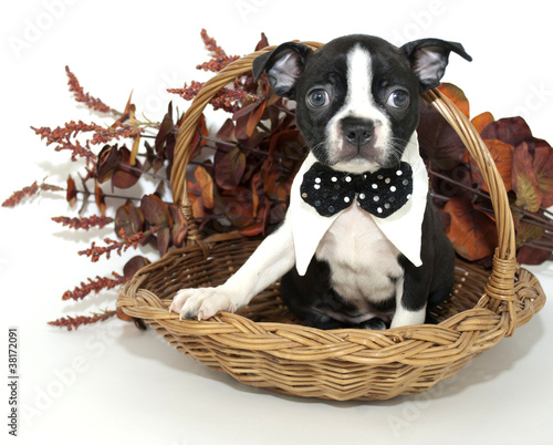 Photo: Boston Terrier Puppy Boston Terrier Puppy
