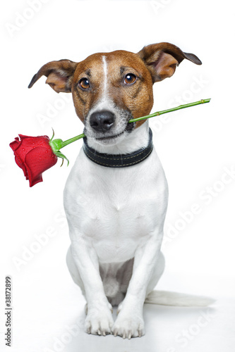 Foto: Dog with red rose Dog with red rose