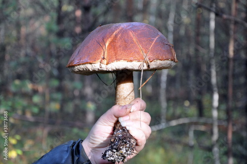 Photo: Edible fungi Edible fungi