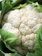 Bio-Blumenkohl