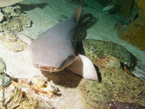 Photo: Nurse shark (Ginglymostoma cirratum) Nurse shark (Ginglymostoma cirratum)