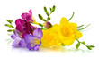 Foto: yellow and violet fresia on white yellow and violet fresia on white