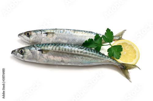 Photo: two mackerel with lemon - due sgombri two mackerel with lemon - due sgombri