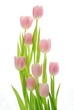 canvas print picture - tulips