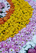 Rows of colorful flowers Rows of colorful flowers