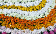 Rows of colorful flowers Rows of colorful flowers