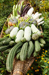 Group of tropical vegetables Group of tropical vegetables