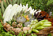 Group of tropical vegetables Group of tropical vegetables