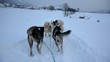 sledge dog