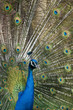 Pfau