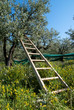 échelle en bois pour récolte des olives