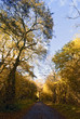 Autumn Path