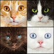 cat close up