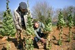 Man planting trees