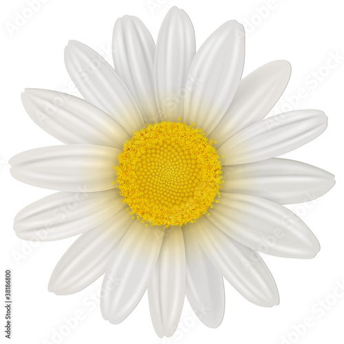 Vector: Daisy flower isolated Daisy flower isolated