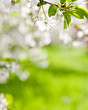 Spring flowers