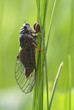 Cicada