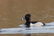 Ring-necked Duck Ring-necked Duck