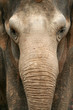 frontal